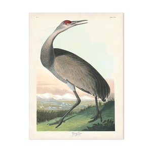 Hooping Crane Print, Audubon Sea Bird Print, Coastal Birds, Florida Birds, Audubon Birds of America, Crane Print