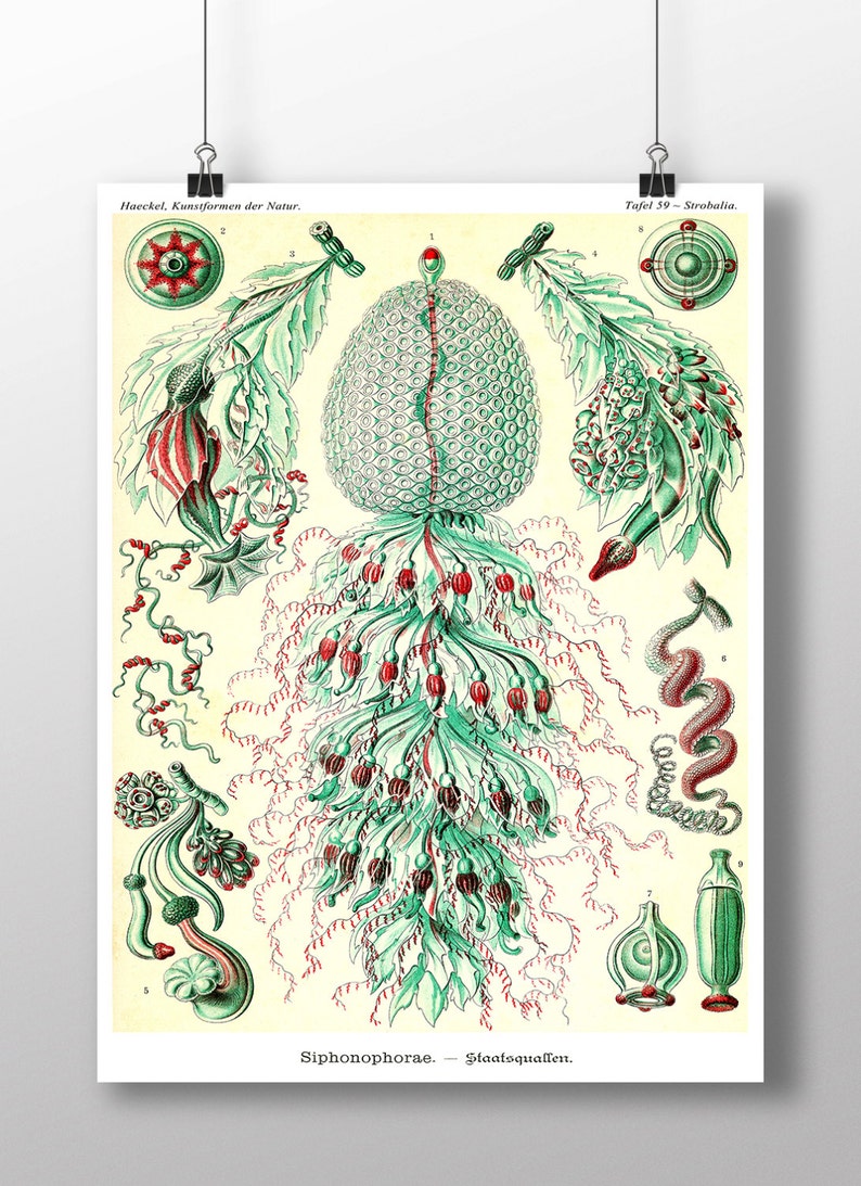 May include: A vintage illustration of a Strobalia, a type of siphonophore, with intricate details of its structure and tentacles. The illustration is in shades of green, red, and white, with the text "Siphonophorae - Staatsquallen" and "Tafel 59 - Strobalia" at the bottom.