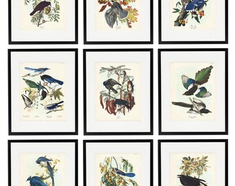 Audubon Birds of America Corvids Art Print Set, Bird and Botanical Illustrations, Crows, Jays & Magpie Posters, Smart Birds