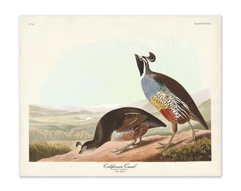 California Quail Art Print, Audubon Birds of America, Bird Print, California State Bird in Landscape print, Christmas Gift For Bird Lover