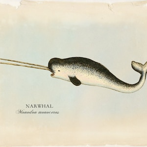 Narwhal Print or Poster, Beach Home Decor and Coastal Wall Art, Great Nursery or Kids Room Wall Art
