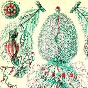 May include: A detailed illustration of a green and red sea creature with a round, segmented body and long, thin tentacles. The creature is labeled "1" and has a red cap on its head. The illustration also includes a smaller, round, green creature with a red star in the center, labeled "2".