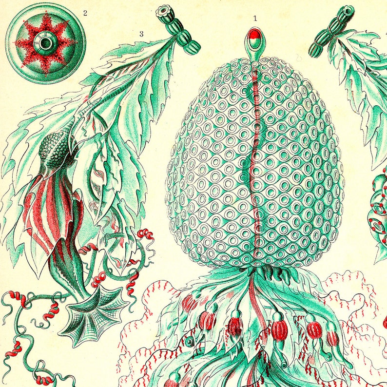 May include: A detailed illustration of a green and red sea creature with a round, segmented body and long, thin tentacles. The creature is labeled "1" and has a red cap on its head. The illustration also includes a smaller, round, green creature with a red star in the center, labeled "2".