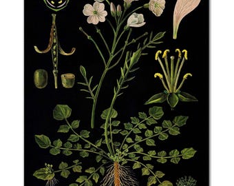 Cuckoo Flower Botanical Print: Vintage Lady's Smock Illustration, Gardener Gift