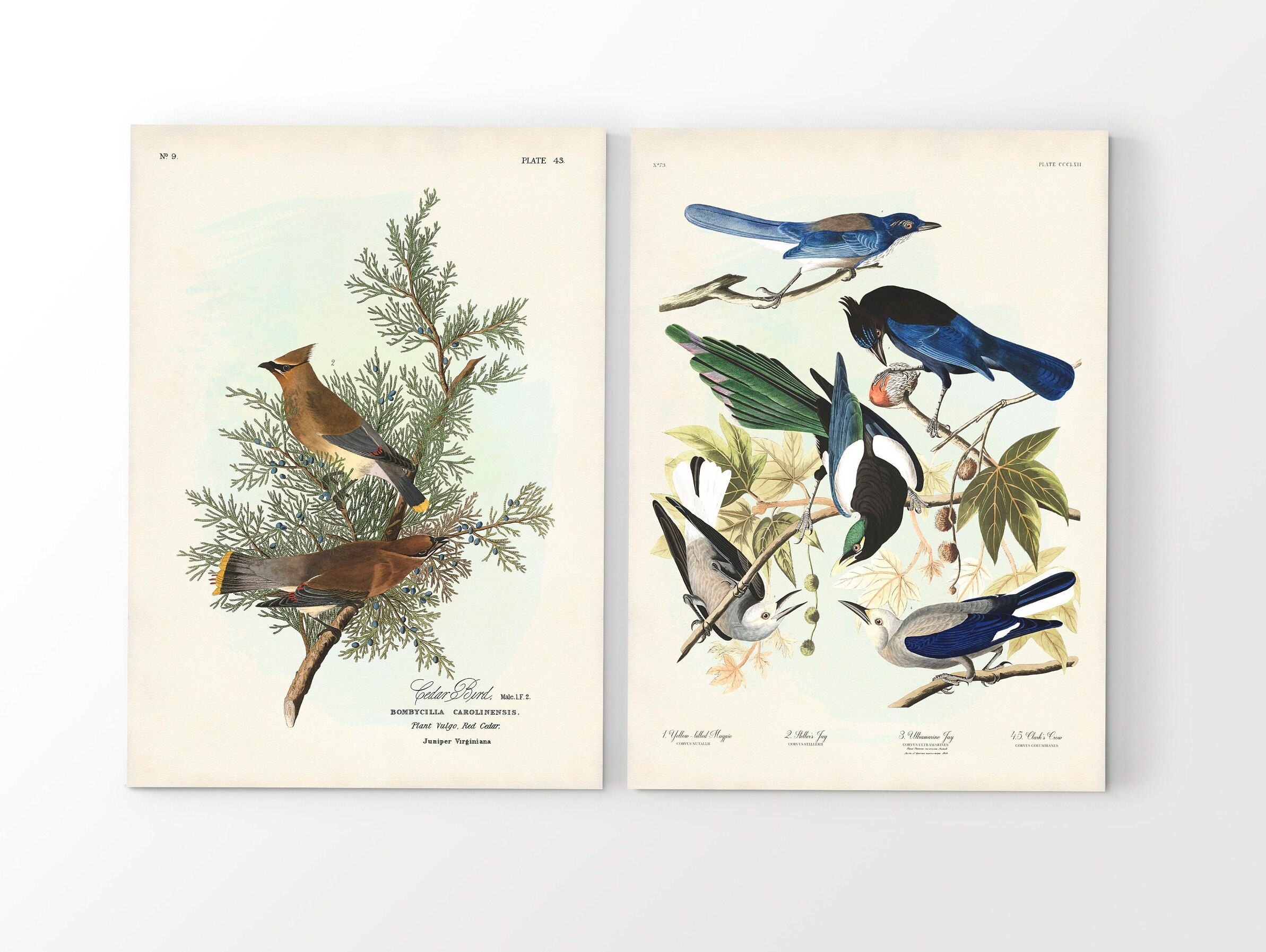 Audubon Backyard Birds Art Print Set: Vintage Bird and Botanical Wall ...