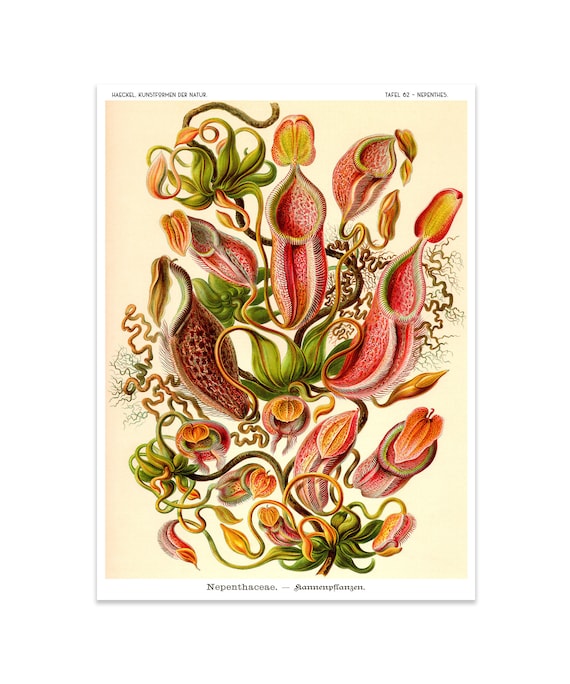 Ernst Haeckel Botanical Print: Venus Flytrap, Pitcher Plant