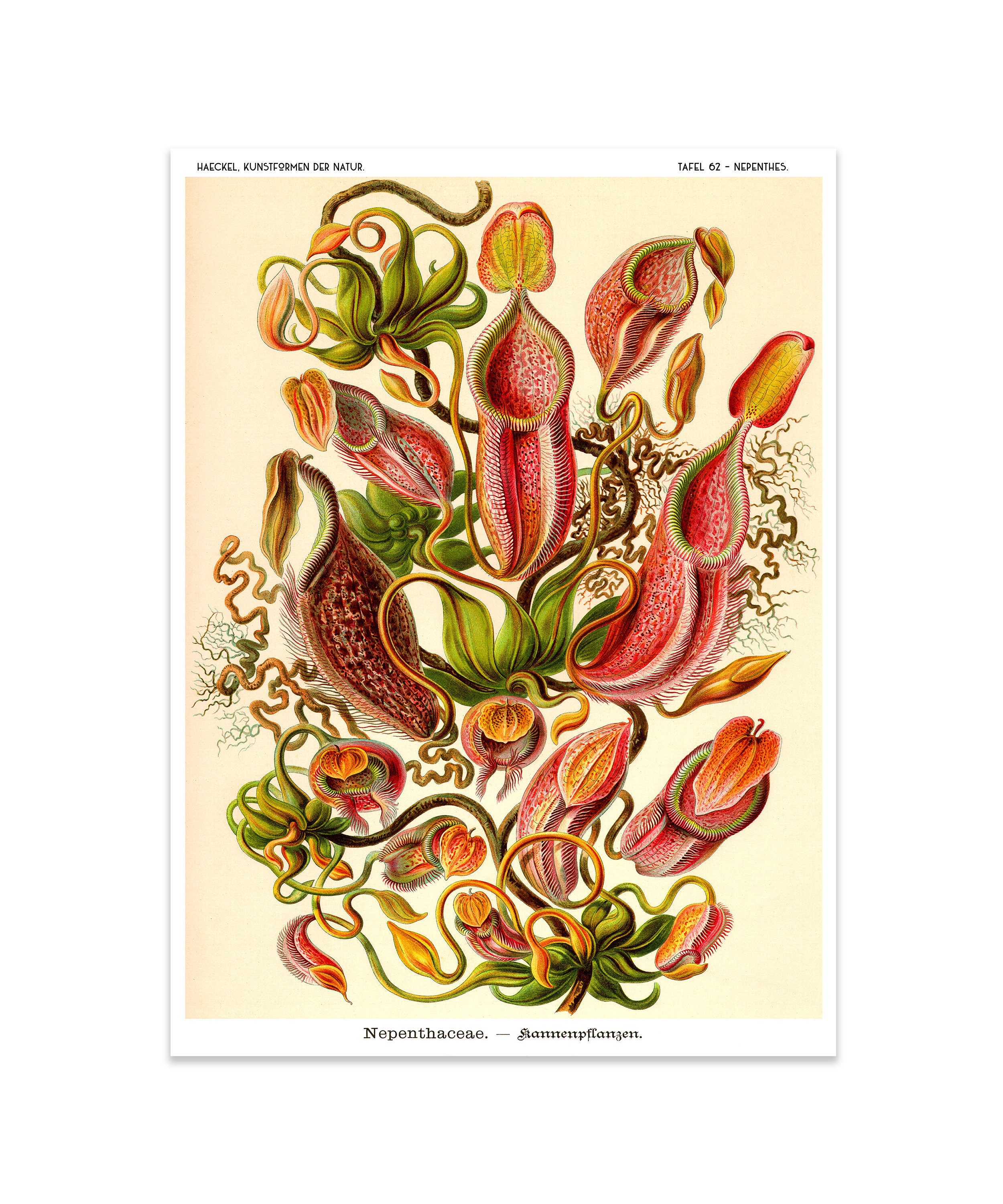 Ernst Haeckel Botanical Print: Venus Flytrap, Pitcher Plant