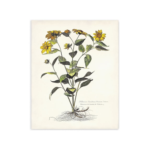 Vintage sunflower art print cottagecore art print Sunflower wall art ...