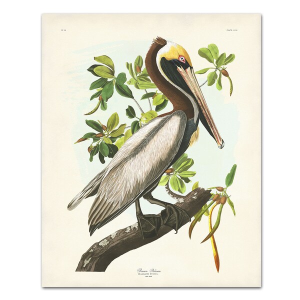 Brown Pelican Print, Audubon Sea Bird Print, Coastal Birds, Florida Birds, Audubon Birds of America, Pelican Print