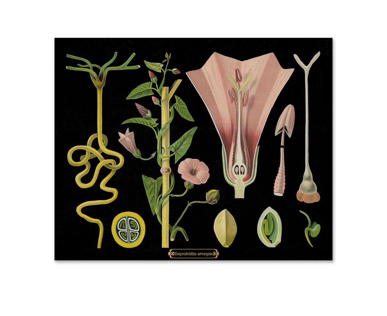 Botanical Art Print Botanical Poster Flower Illustration Etsy