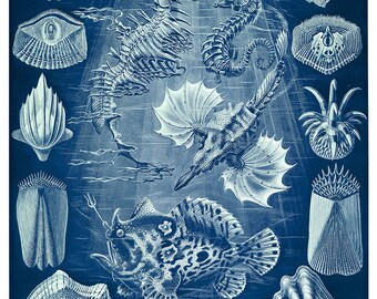 May include: A blue and white illustration of various sea creatures, including a seahorse, a fish with large fins, and a variety of shells. The illustration is titled "Teleostei - Knochenfische" and "Tafel 87 - Pegasus".