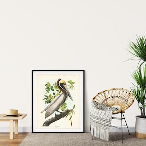 A detailed vintage illustration of a Brown Pelican by John James Audubon, perched on a mangrove branch with soft green leaves and pale background. This reproduction captures the elegance and realism of Audubon’s Birds of America series, perfect for coastal or nature-inspired interiors. Shown in home interior background.