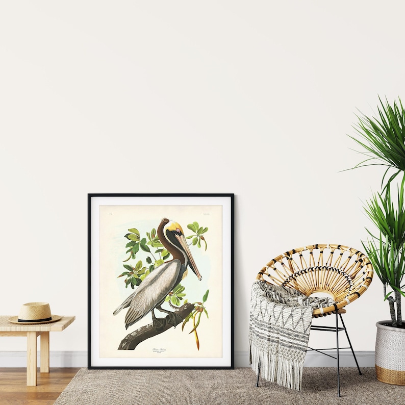A detailed vintage illustration of a Brown Pelican by John James Audubon, perched on a mangrove branch with soft green leaves and pale background. This reproduction captures the elegance and realism of Audubon’s Birds of America series, perfect for coastal or nature-inspired interiors. Shown in home interior background.