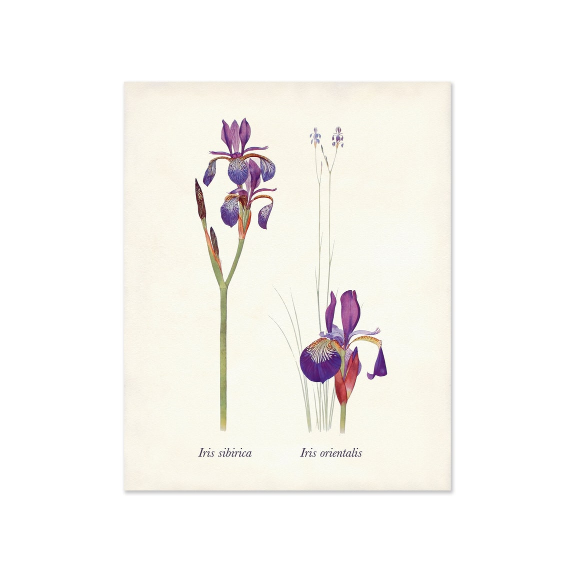 Purple Iris Print Set of 4 Botanical Prints Watercolor | Etsy