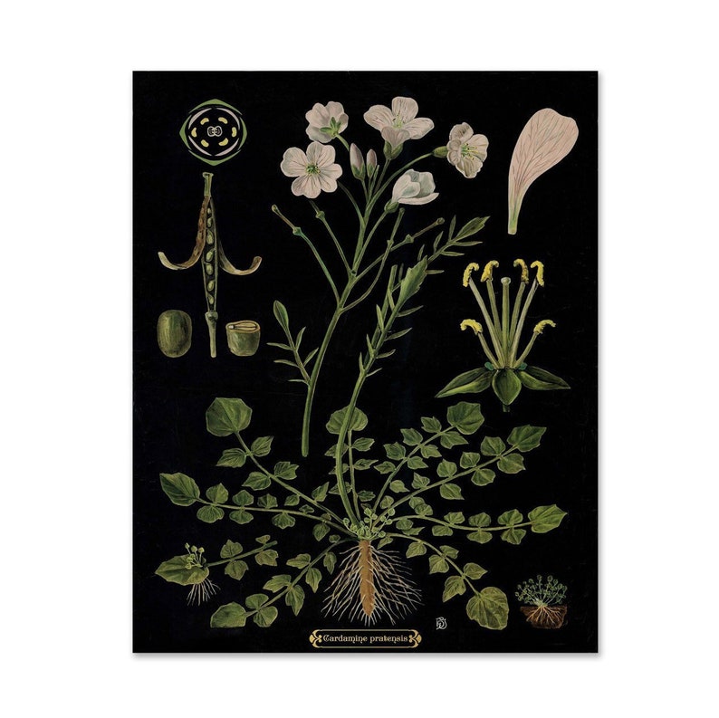 Vintage Educational Chart, Gift for Gardener, Botanical Illustration, Floral Wall Art, Bright Flowers on Black Cuckoo Flower Print image 1