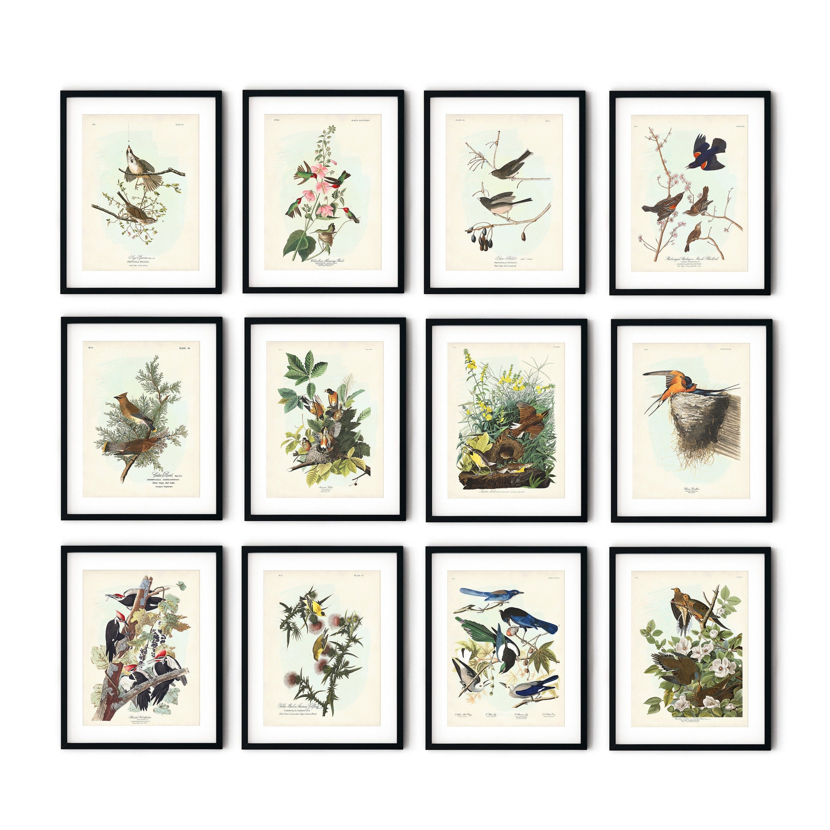 Audubon Backyard Birds Art Print Set: Vintage Bird and Botanical Wall ...