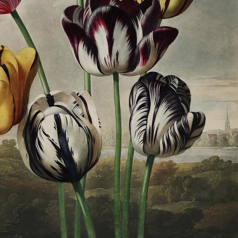 May include: A vintage botanical illustration of tulips. The flowers have a variety of colors, including white, purple, and yellow, with striped patterns. The background shows a landscape with a body of water, trees, and buildings.