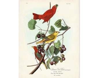 Summer Red Bird Print, Audubon Birds of America, Vintage Bird Print, Summer Red Bird Illustration, Traditional Home Decor