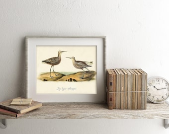 Long-legged Sandpiper Art Print, Vintage Beach Bird Poster, Audubon Birds, Natural History, Coastal Life,