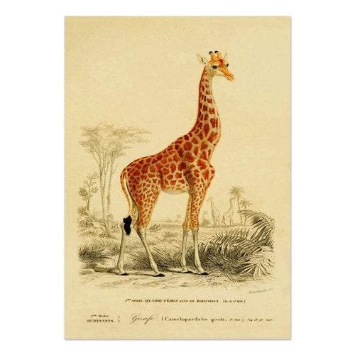 impression d'art vintage girafe, animal de la savane, illustration d'histoire naturelle