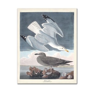 Herring Gull Art Print - John James Audubon Birds of America - Vintage Bird Illustration - Birder Gift