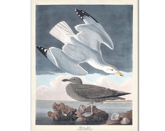 Impression d'Art goélands argentés - John James Audubon oiseaux d'Amérique - Illustration d'oiseau vintage - cadeau ornithologie