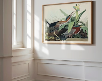 Green Heron and Luna Moth Print, Vintage Audubon Bird Art