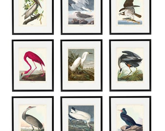Audubon Sea Bird Prints, Coastal Bird Print Set of 9, Beach Home Decor, Vintage Bird Art, Shore House Art, Coastal Farmhouse Home Decor