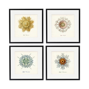 Jellyfish Print Set of 4, Square Wall Art, Ernst Haeckel Nautical Home Decor, Sea Life Print Set Coastal Wall Art