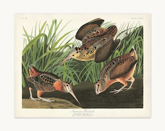 American Woodcock Audubon Print,  Audubon's Birds of America, Vintage Game Bird Art, Woodland Cabin Wall Decor