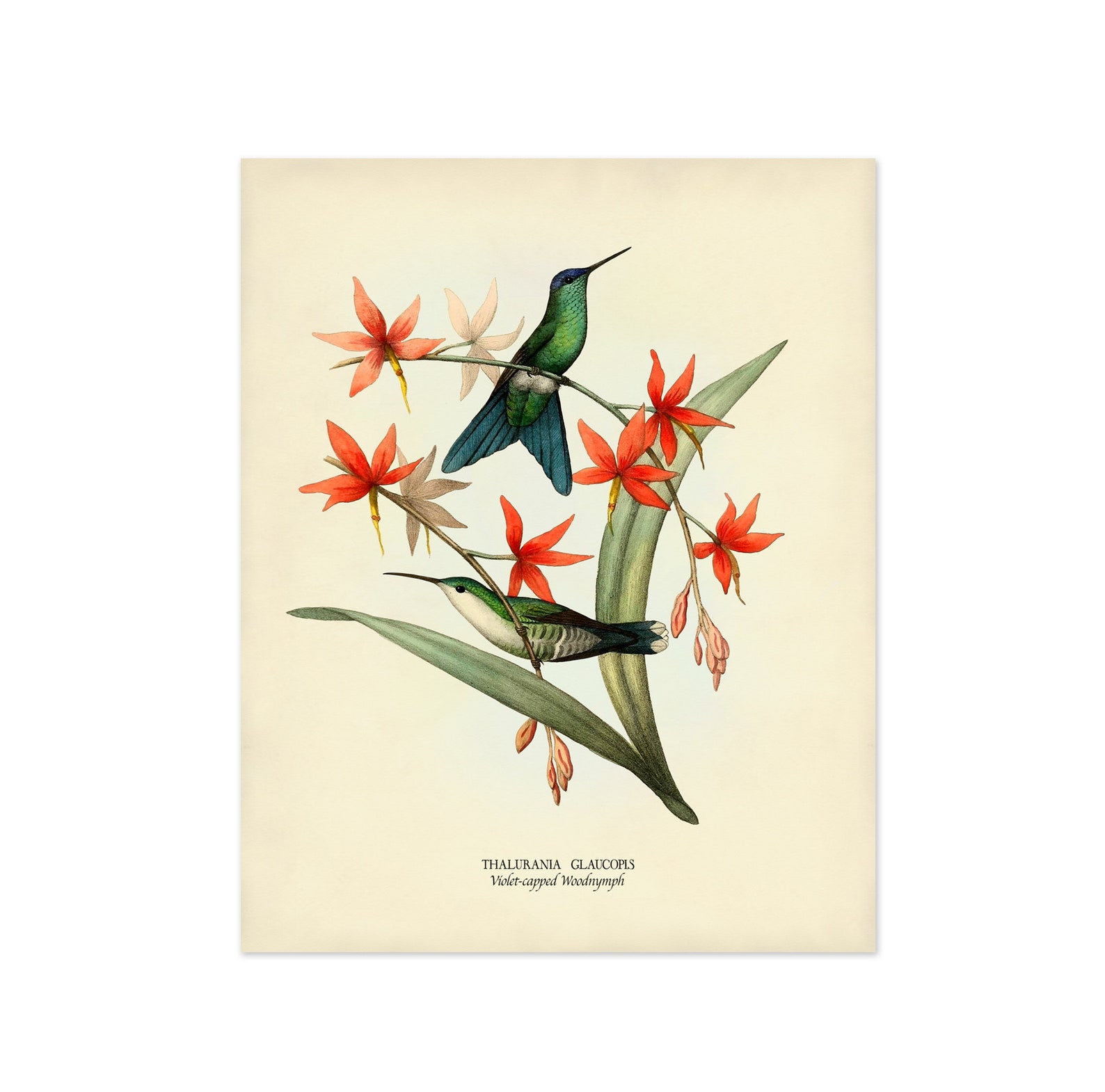 Bird Print Set of 6 Bird and Flower Prints Vintage Etsy