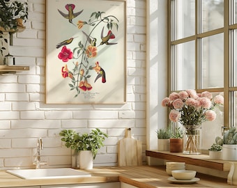 Vintage Audubon Hummingbird Print: Botanical Bird Illustration, The Mango Hummingbird