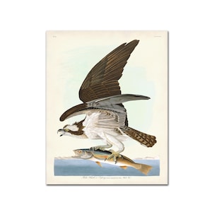 Audubon Osprey Print: Vintage Fish Hawk Illustration, Coastal Raptor Wall Art