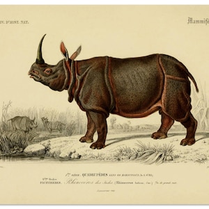 Rhino Poster, Rhinoceros Art Print, Wild Animals, Animal Print, Safari Animal, Natural History Print From Vintage Scientific Illustration