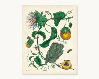 Maria Sibylla Merian Passion Fruit Botanical Print with Moths and Caterpillars