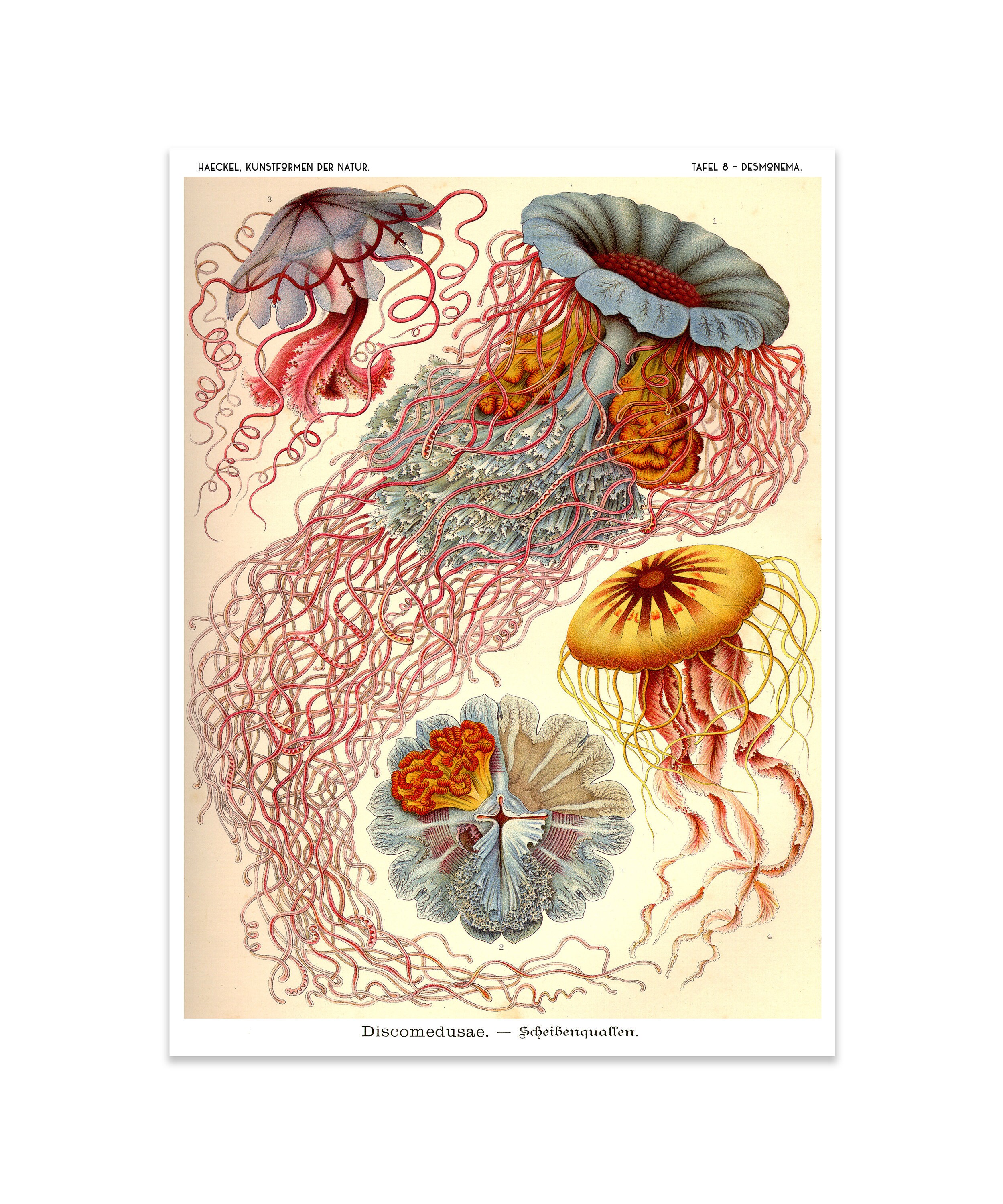 Ernst Haeckel Jellyfish Art Print Ethereal Jellyfish Art | Etsy