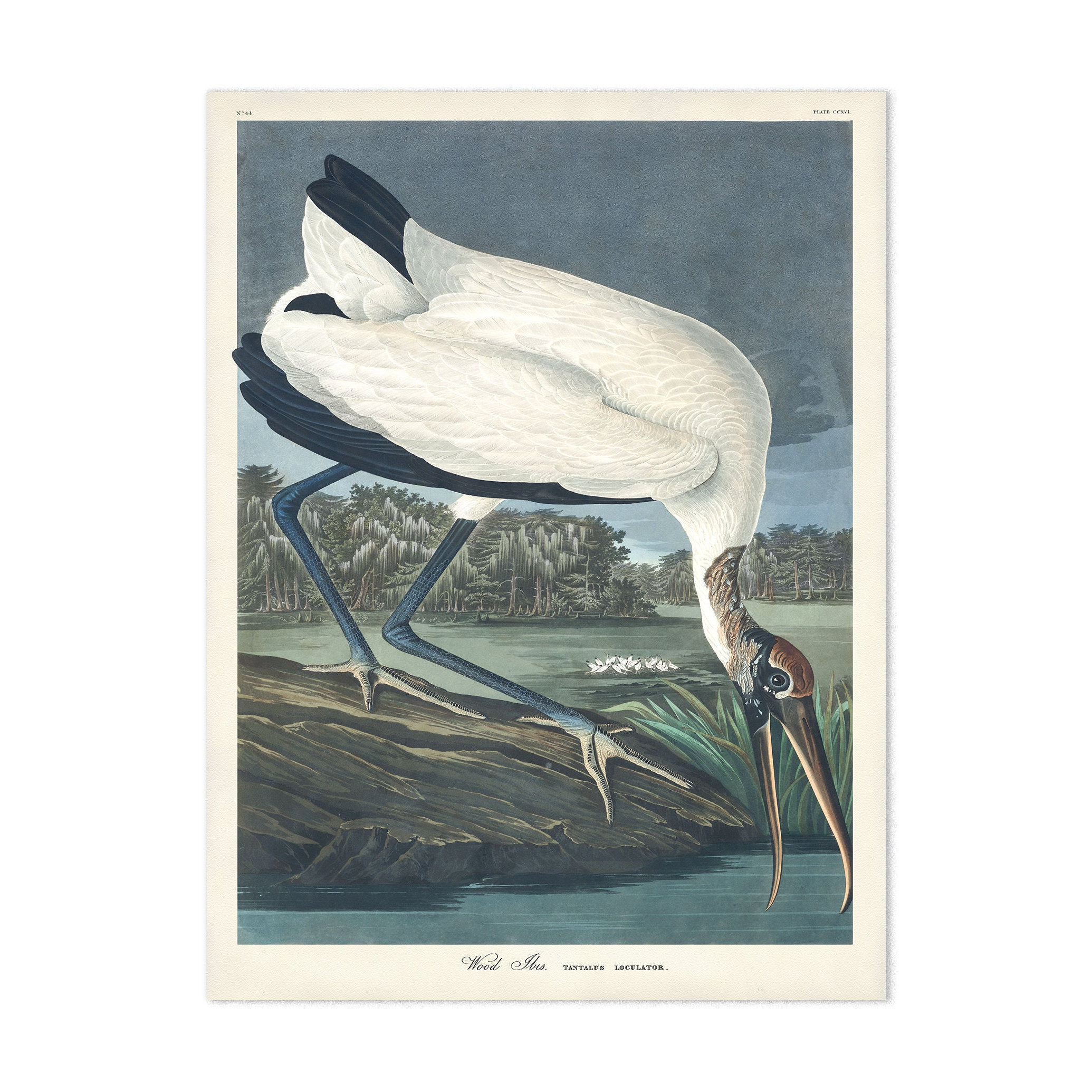 Wood Ibis Art Print, Audubon Bird Print, Coastal Bird, Florida Bird, Birds of America, Coastal Farmhouse Home Decor, Gift for Nature Lover