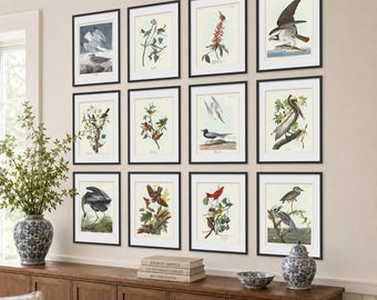 Audubon South Carolina Bird Prints Set of 12, Birds of America Wall Art, Coastal & Songbird Gallery Wall, Vintage Bird Prints