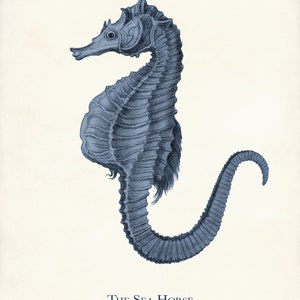 May include: A detailed blue illustration of a seahorse, with the text "THE SEA HORSE" and "Hippocampus heptagonus" below. The seahorse is depicted in a vintage style, with intricate shading and a curled tail. The background is a light cream color.