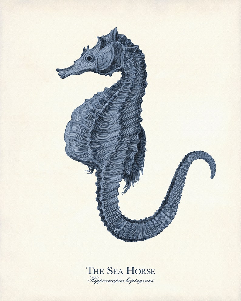 May include: A detailed blue illustration of a seahorse, with the text "THE SEA HORSE" and "Hippocampus heptagonus" below. The seahorse is depicted in a vintage style, with intricate shading and a curled tail. The background is a light cream color.