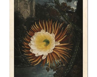 The Night-Blooming Cereus Print, Botanical Art, Vintage Cactus Flower, Floral Wall Art, Garden Illustration