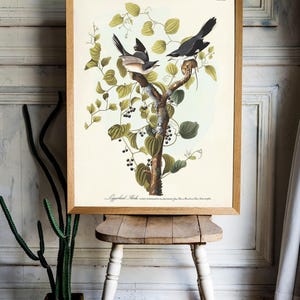Loggerhead Shrike Print, Audubon Birds of America, Vintage Natural History Decor