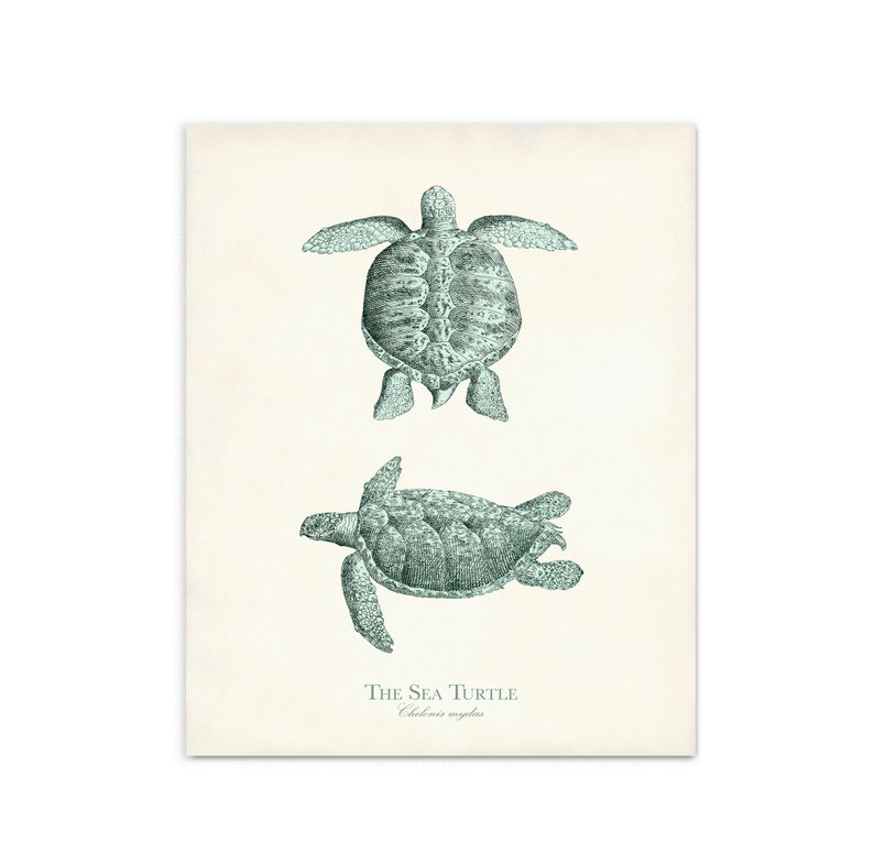 Vintage Sea Life Print Set of 9 in Sea Glass Green Nautical - Etsy