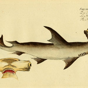 Hammerhead Shark Poster, Shark Art Print From Vintage Scientific Illustration, Natural History Art Home Decor, Marine Life Print, Wall Art image 1