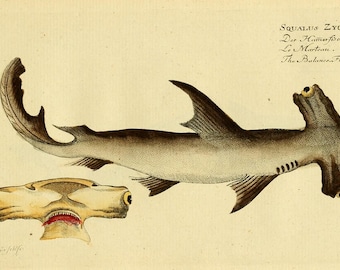 Vintage Hammerhead Shark Art Print, Natural History Illustration