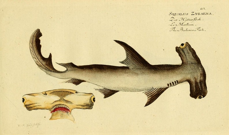 Hammerhead Shark Poster, Shark Art Print From Vintage Scientific Illustration, Natural History Art Home Decor, Marine Life Print, Wall Art image 1