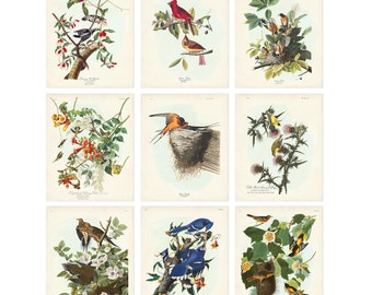 Summer Bird Prints, Audubon Birds of America Print Set of 9, Vintage Bird and Botanical Posters, Mother's Day Gift