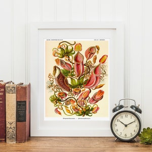 Botanical Print, Botanical Illustration, Venus Flytrap, Ernst Haeckel Nepenthes Poster, Pitcher Plant, Carnivorous Plant, Classroom Art image 2