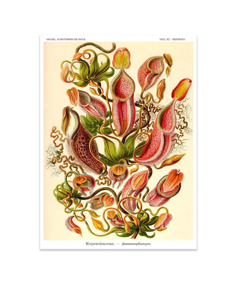 Botanical Print, Botanical Illustration, Venus Flytrap, Ernst Haeckel Nepenthes Poster, Pitcher Plant, Carnivorous Plant, Classroom Art image 1