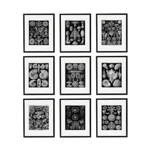 Ernst Haeckel Set of 9 Scientific Illustrations, Natural History Print Set, Coral, Mushrooms, Shells, Jellyfish, Lichen, Black and White Art